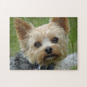 Puzzle de Yorkie