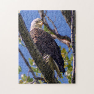 Puzzle d'Eagle chauve
