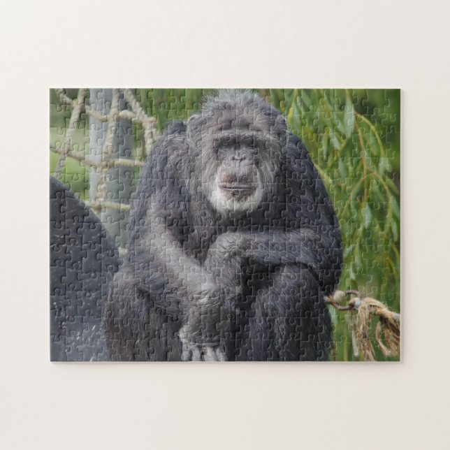 Puzzle délabré de chimpanzé (Horizontal)