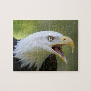 Puzzle denteux chauve d'Eagle