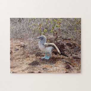 Puzzle denteux d'idiot bleu-aux pieds de Galapagos