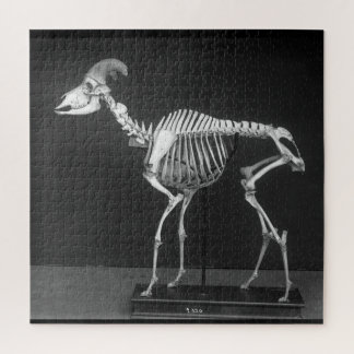 Puzzle Déplaisant Bighorn Sheep Mounted Skeleton B&W Phot
