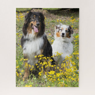 Puzzle des bergers australiens