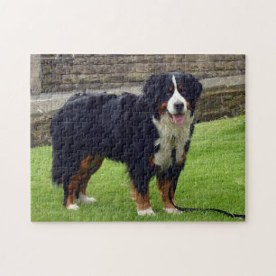 Puzzle des chiens de montagne bernois