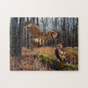 Puzzle des "Hawks à queue rouge"