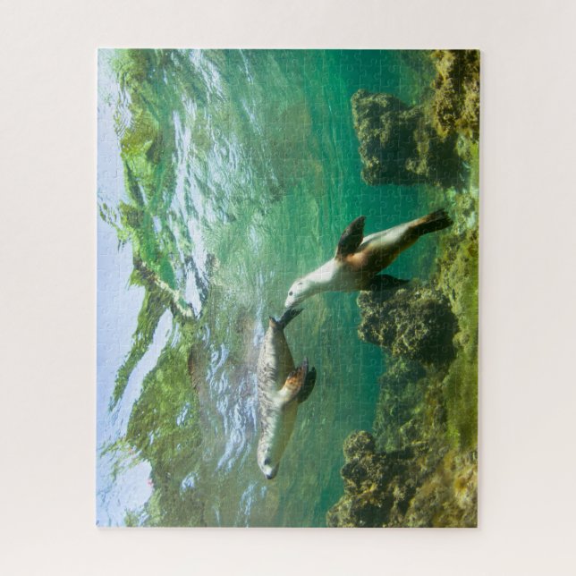 Puzzle des lions de mer joueurs (Vertical)