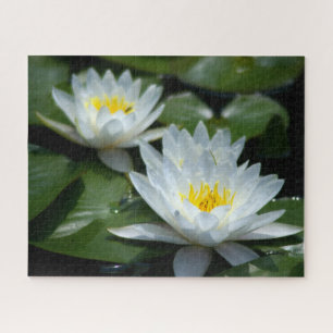Puzzle des Nénuphars blancs