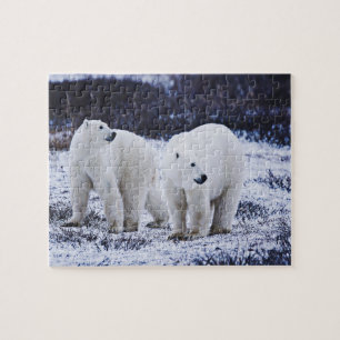 Puzzle des ours polaires blancs