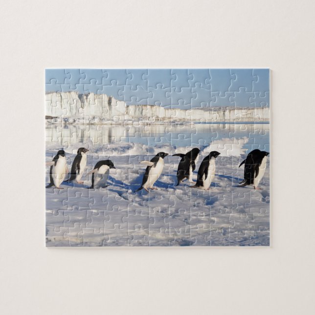 Puzzle des pingouins (Horizontal)