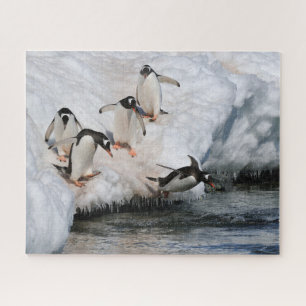 Puzzle Des pingouins Gentoo se précipitent dans l'eau en 