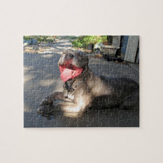 Puzzle désordonné de baiser de chien de Pitbull