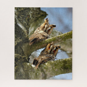 Puzzle Deux Chouettes dans les Bois, oiseaux, faune Jigsa