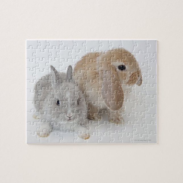 Puzzle Deux lapins.Netherland Nwarf et Holland Lop. (Horizontal)