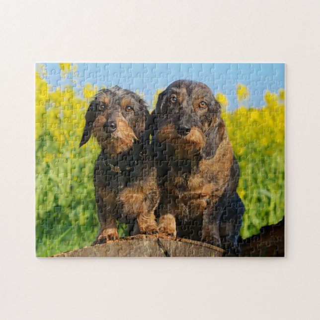 Puzzle Deux mignons Dachshunts Chiens Dackel Friends Pet  (Horizontal)