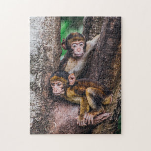 Puzzle Deux singes dans la forêt de singes des arbres