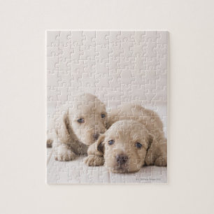 Puzzle Deux teckels miniatures