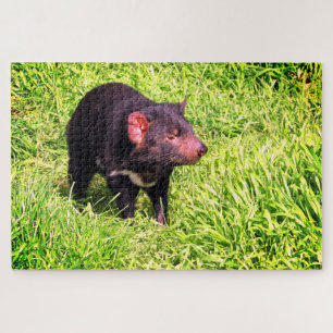 Puzzle diable de Tasmanie