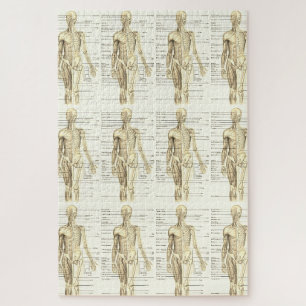 Puzzle Diagramme d'anatomie humaine avec Étiquette