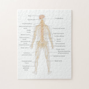 Puzzle Diagramme du corps nerveux du corps humain