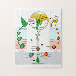 Puzzle Diagramme du cycle de vie d'une plante à fleurs an