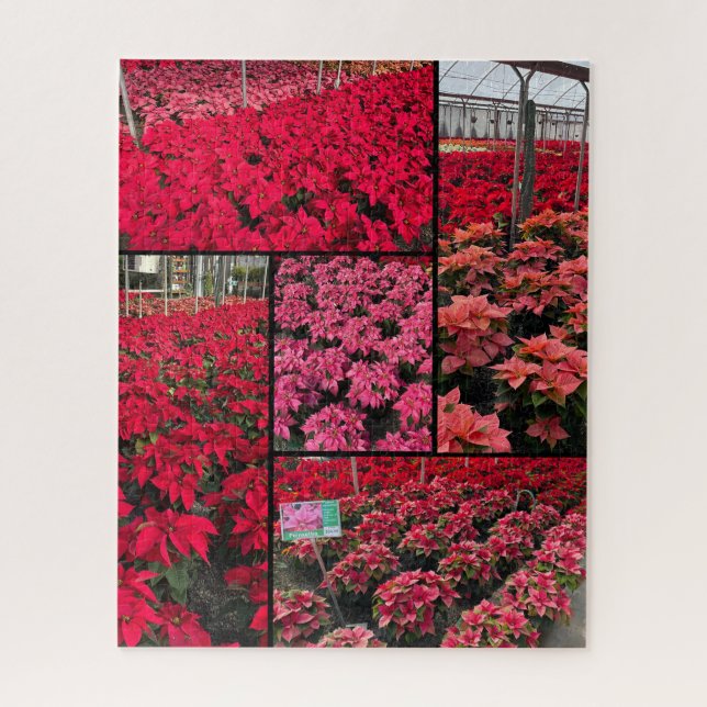 Puzzle Difficult Christmas Poinsettias 500 pieces (Vertical)