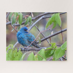 Puzzle d'Indigo Bunting