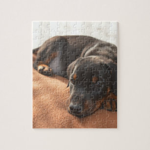 Puzzle doberman-pinscher-chiot