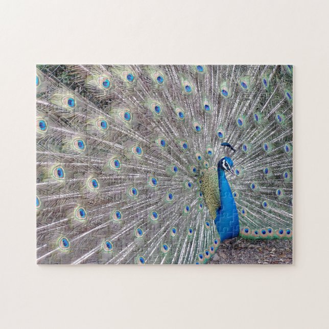 Puzzle d'oiseau de paon (Horizontal)