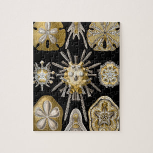 Puzzle Dollars vintages de sable Urchines maritimes par E