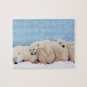 Puzzle d'ours blancs