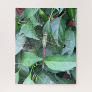 puzzle dragonfly
