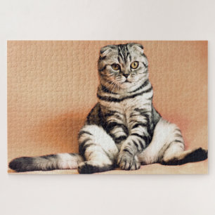 Puzzle Drôle Scottish Pold Cat Photo