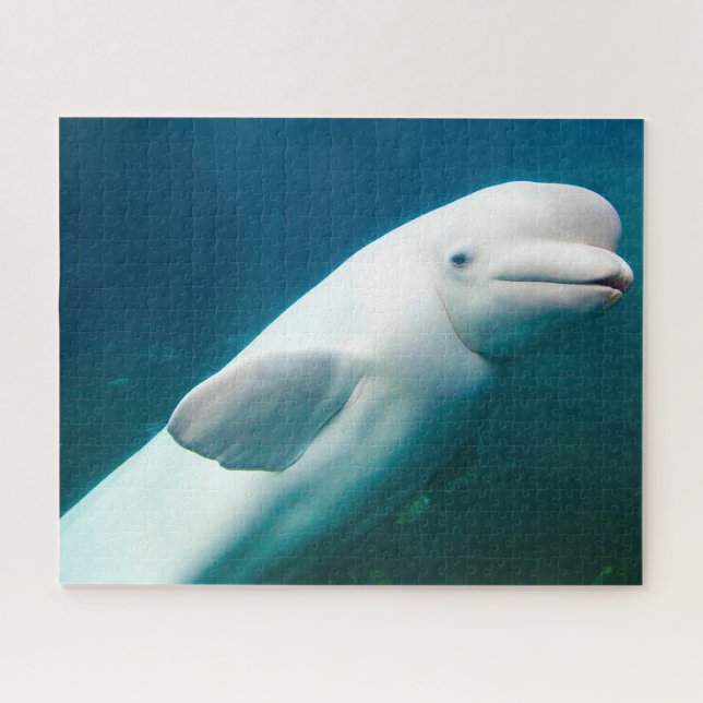 Puzzle du dauphin blanc (Horizontal)