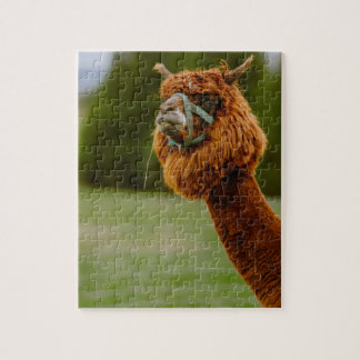 Puzzle du Lama