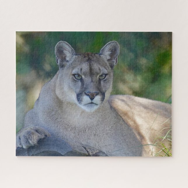 Puzzle du Lion de montagne (Horizontal)