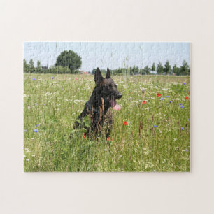 Puzzle Dutch Shepherd chien dans un champ