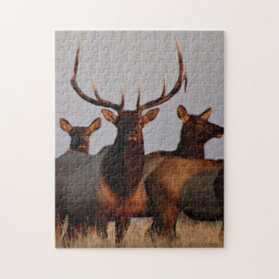 Puzzle E66 Bull Elk and Cows
