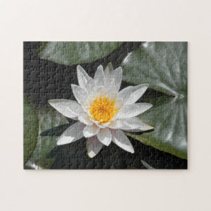 Puzzle Eau Lily Lotus Belle photo