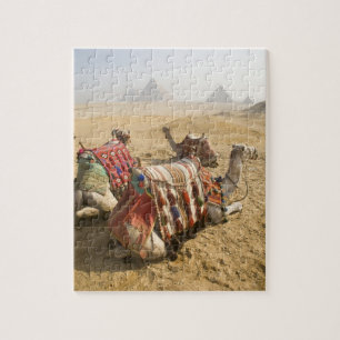 Puzzle Egypte, Le Caire. Repose des chameaux