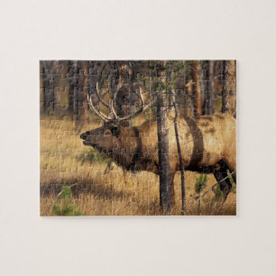 Puzzle élan, Cervus elaphus, taureau claironne dans un br