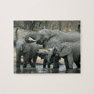 Puzzle Eléphant africain, (Loxodonta africana), boire