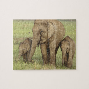 Puzzle Éléphant d'Asie indien et ses jeunes