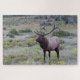 Puzzle Elk américain   Parc national Rocky, Colorado