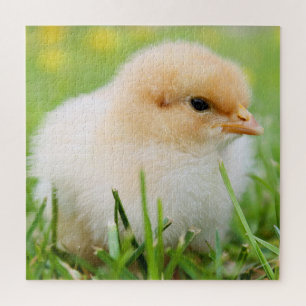 Puzzle Enfant poussin printemps