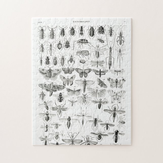 Puzzle Entomologie noir et blanc Insectes Bugs Papier Pla (Vertical)