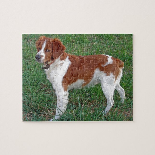 Puzzle Épagneul de Bretagne (Horizontal)