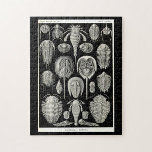 Puzzle Ernst Haeckel Aspidonia