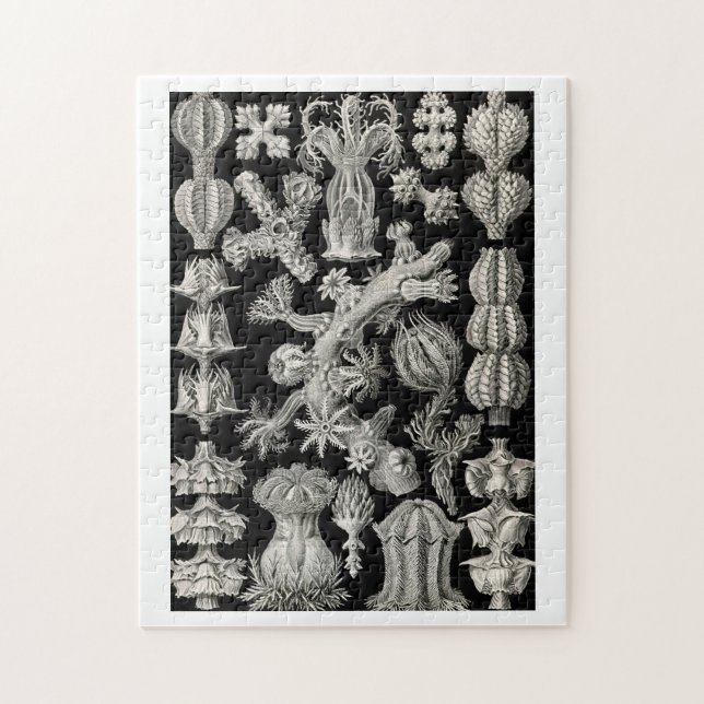 Puzzle Ernst Haeckel Gorgonia (Vertical)