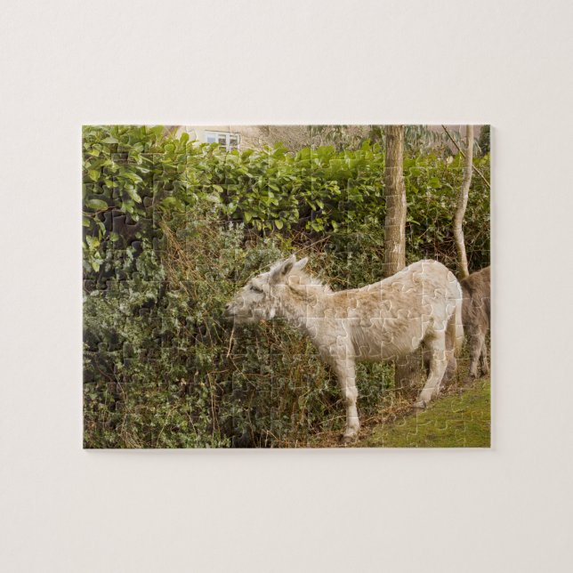 Puzzle errant de photo de nouveau poney de forêt (Horizontal)