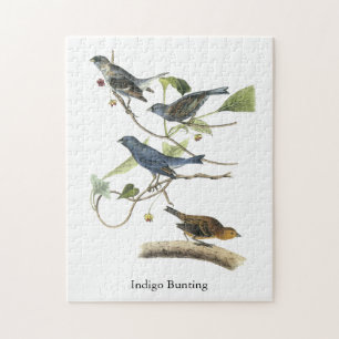 Puzzle Étamine d'indigo, John James Audubon